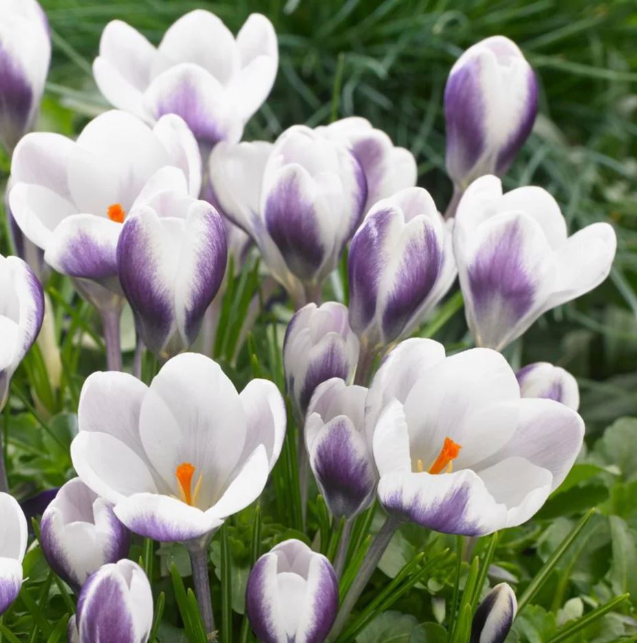 Crocus chrysanthus 'Prins Claus'